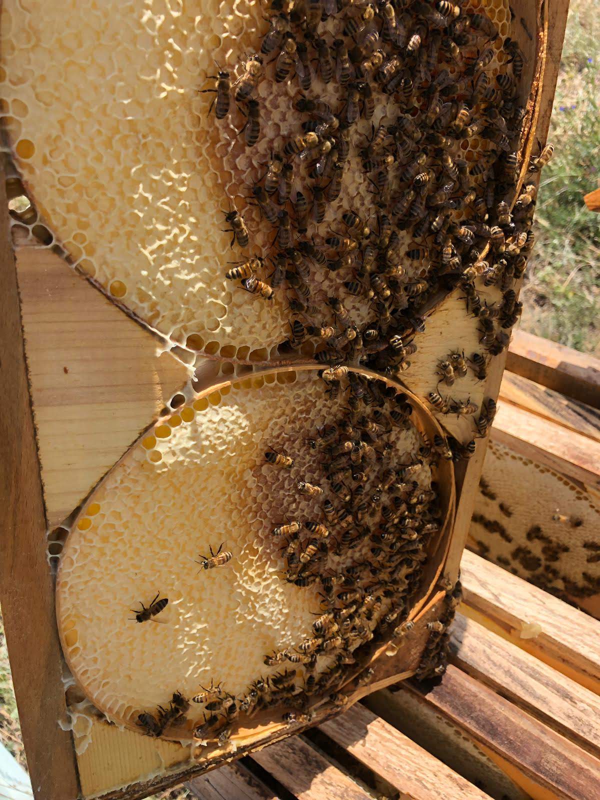 Baydemir Arıcılık